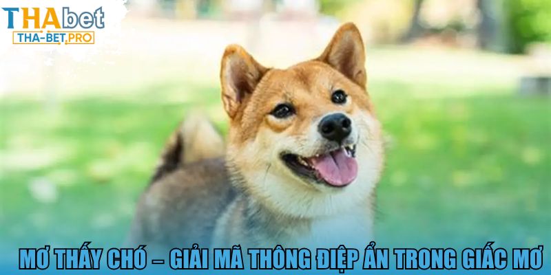 Mơ thấy chó - Giải mã thông điệp ẩn trong giấc mơ