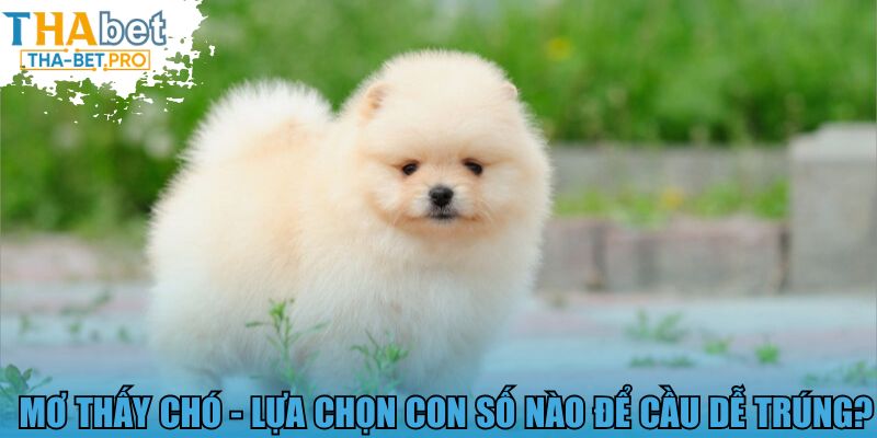 Mơ thấy chó - Lựa chọn con số nào để cầu dễ trúng