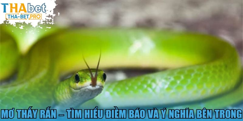 Mơ thấy rắn - Tìm hiểu điềm báo và ý nghĩa bên trong